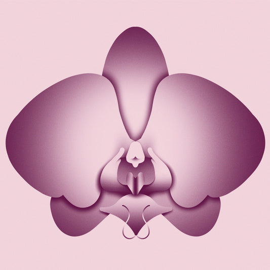 Image shows a pink and purple shaded orchid.