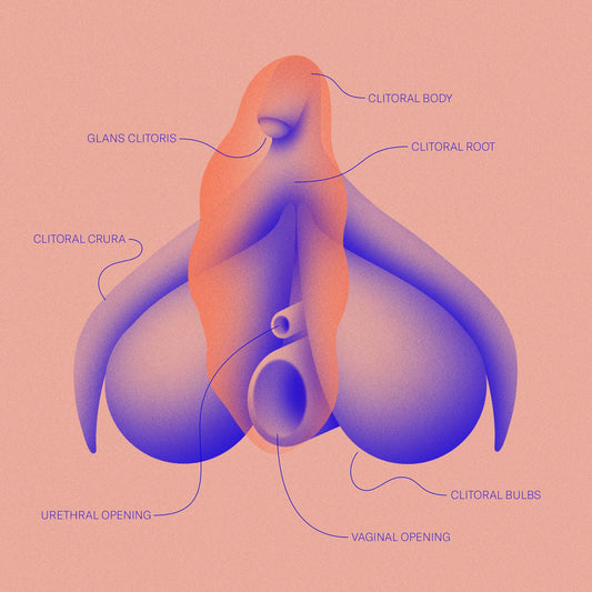 an illustrated diagram of the clitoris